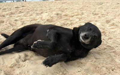 Morre a cadela Pretinha, companheira do cão Orelha
