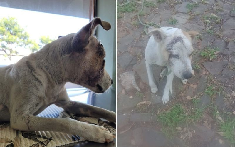 Cão ferido com lâmina foi achado em matagal, em Ivoti | abc+