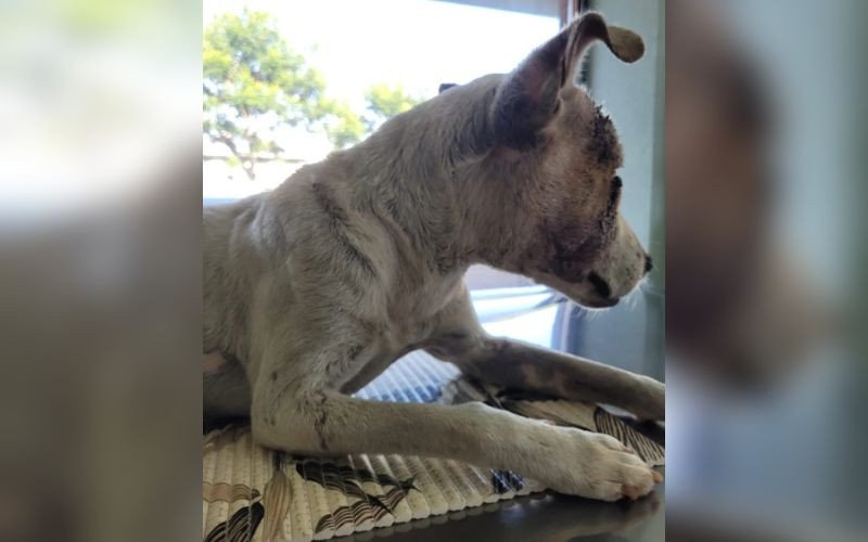 Cão de 10 anos é encontrado em Ivoti amarrado e com cortes na cabeça