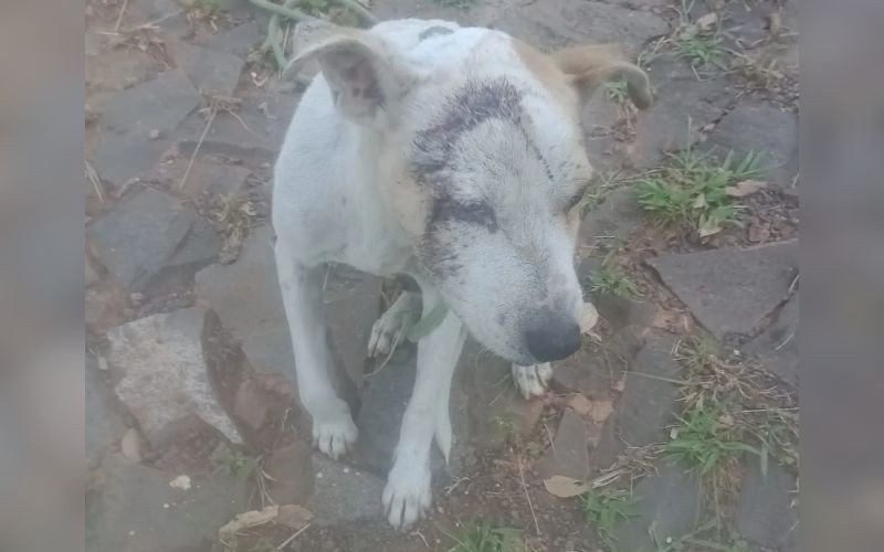 Cão de 10 anos é encontrado em Ivoti amarrado e com cortes na cabeça