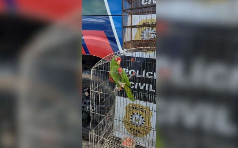 Polícia Civil apreende papagaio-charão ameaçado de extinção em São Leopoldo