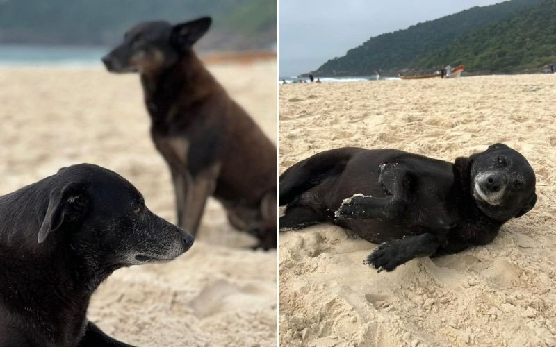 Pretinha era companheira do cão Orelha | abc+