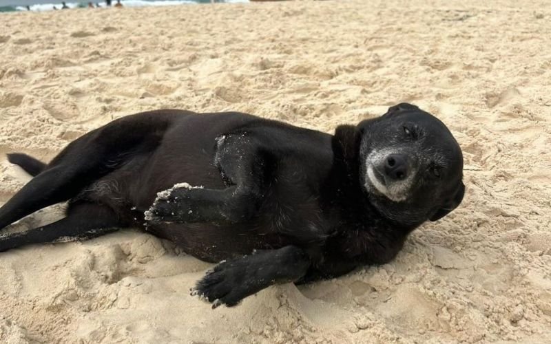 Morre a cadela Pretinha, companheira do cão Orelha