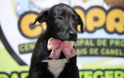 Canela realizará feira de adoção de cães e gatos com direito à desfile de carnaval e bloco "Me Adote"