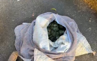 VÍDEO: Quase 700 filhotes de tartaruga de venda proibida no RS são encontrados em sacolas transportadas por casal na BR-290