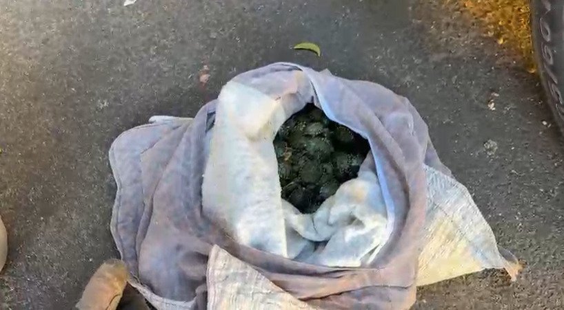 Tartarugas de venda proibida no RS foram descobertas em sacolas na BR-290 | abc+