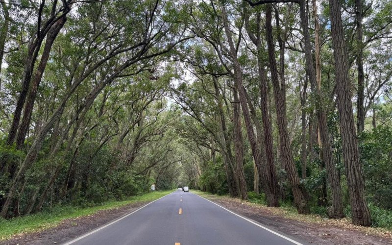 Túnel Verde em Balneário Pinhal na RS-040
