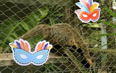 Minizoo faz festa temática de carnaval para animais em Canoas