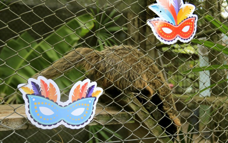 16/02/26 MINIZOO - CARNAVAL | abc+