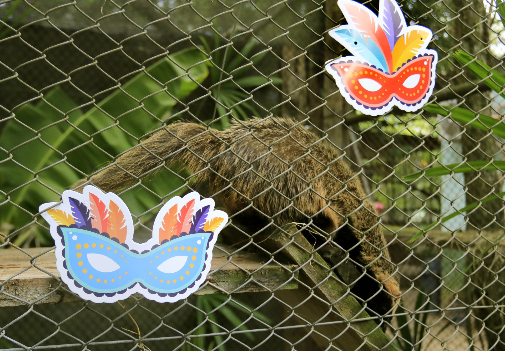 Minizoo faz festa tem&aacute;tica de carnaval para animais em Canoas