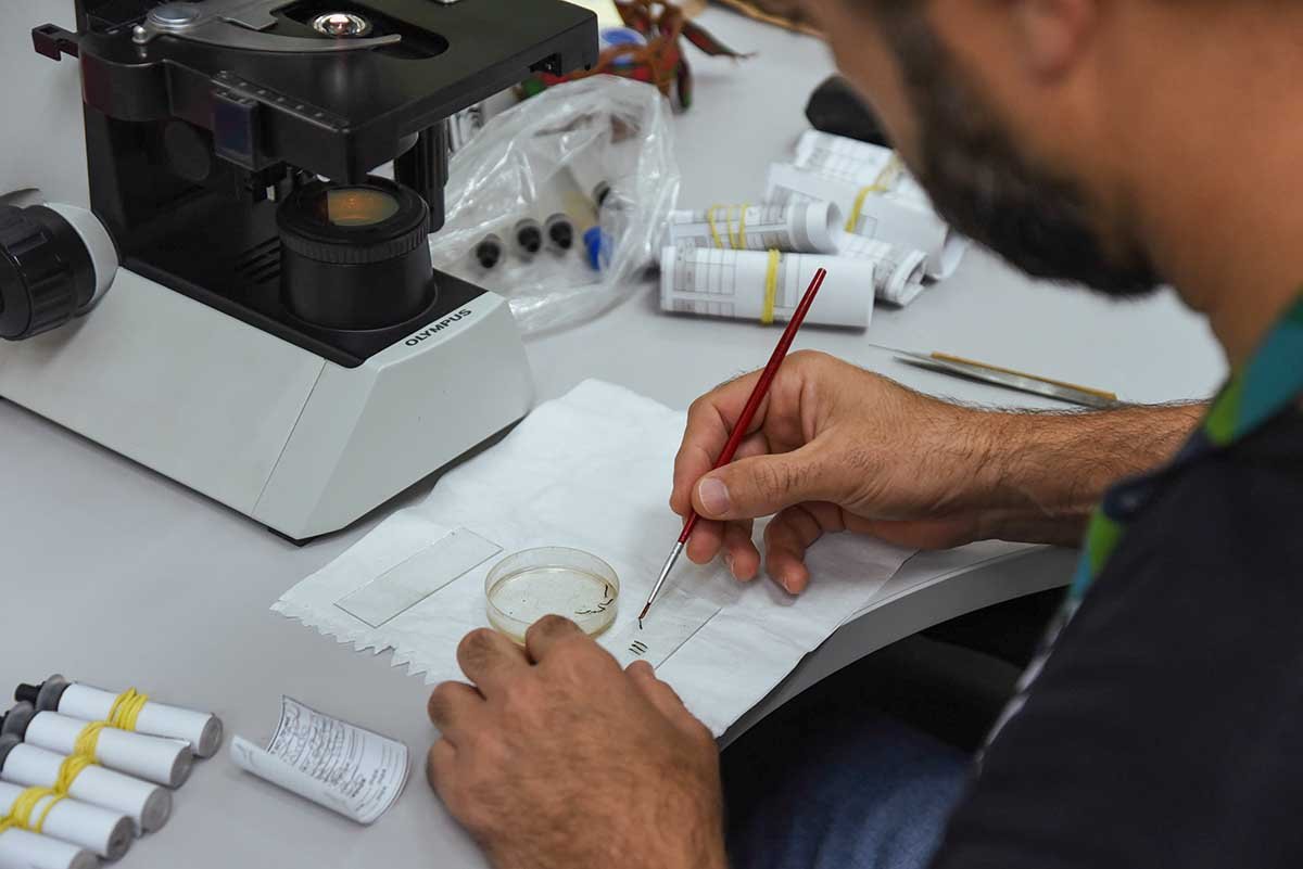 Novo Hamburgo entra em alerta para dengue e proje&ccedil;&atilde;o indica aumento at&eacute; abril