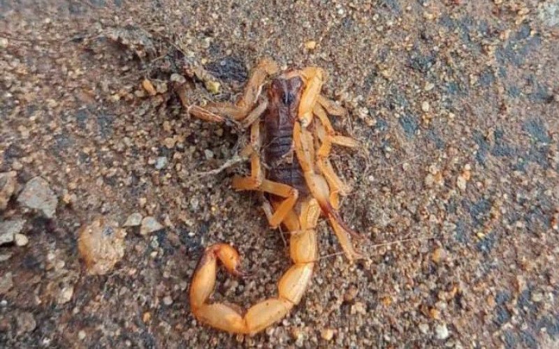 Moradora do bairro Vicentina encontrou e capturou um animal desta espécie na terça-feira, 17, após a chuva