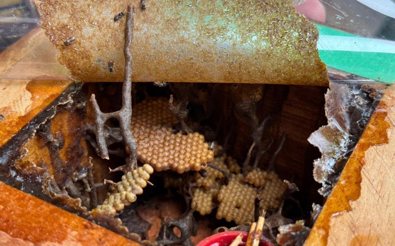 Caixas com abelhas nativas sem ferrão