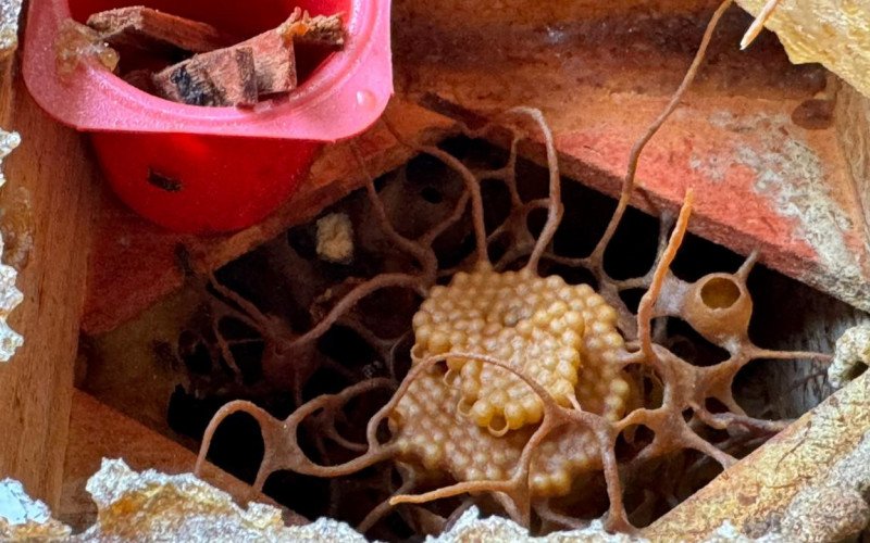 Caixas com abelhas nativas sem ferrão