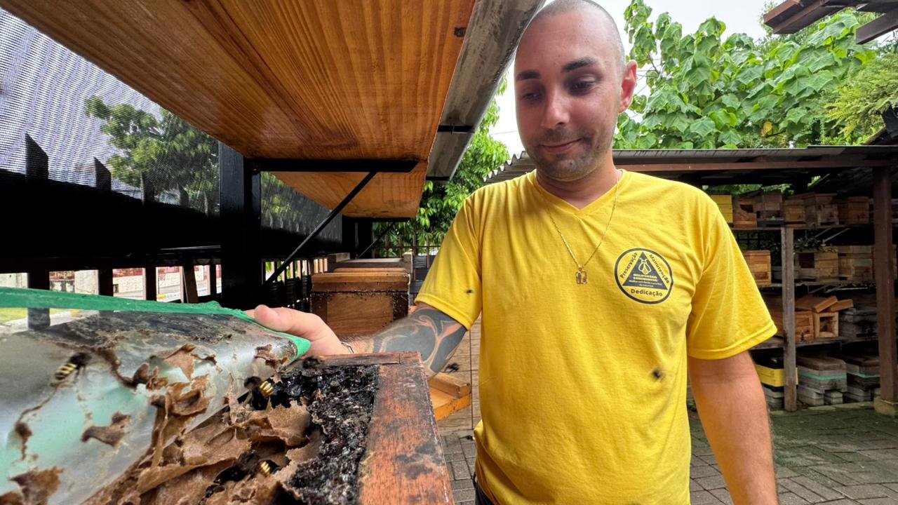 Mel de abelha sem ferr&atilde;o de Sapiranga ganha selo SIF e pode ser vendido em todo o Brasil