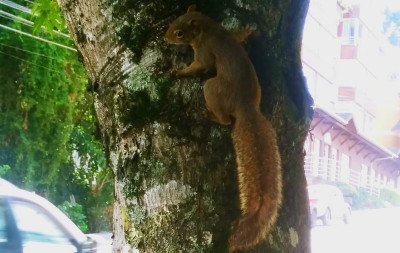 Momento fofura: Esquilo serelepe é flagrado em registro de leitor em bairro de Gramado