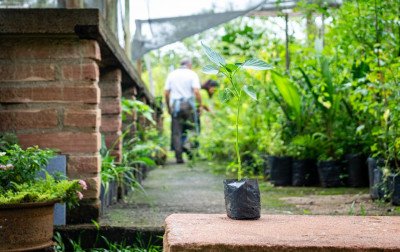Viveiro Municipal doa mais de 3,7 mil plantas em um ano