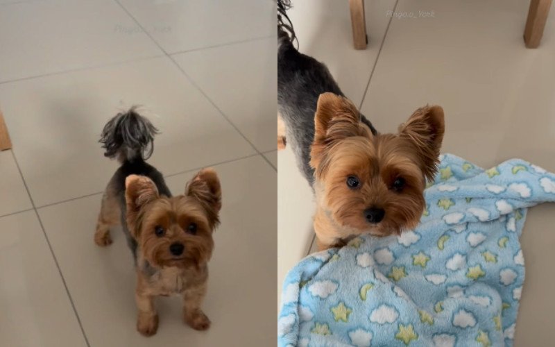 Cachorro Pingo dá show de inteligência e vídeo viraliza nas redes sociais | abc+