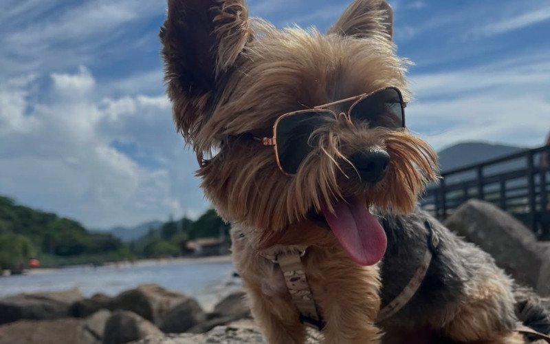 Cachorro Pingo dá show de inteligência e vídeo viraliza nas redes sociais