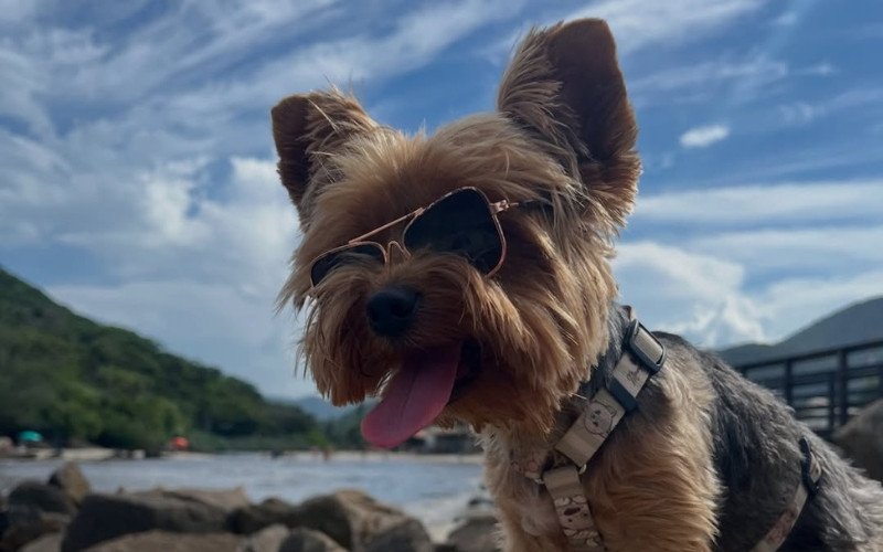 Cachorro Pingo dá show de inteligência e vídeo viraliza nas redes sociais