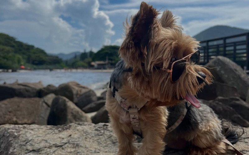 Cachorro Pingo dá show de inteligência e vídeo viraliza nas redes sociais