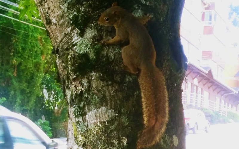Leitor flagrou um esquilo serelepe em Gramado, no bairro Piratini