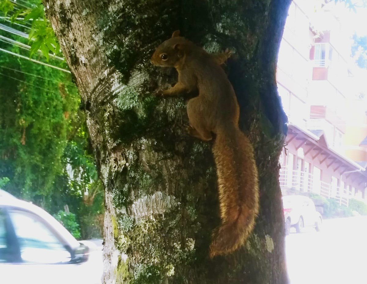 Momento fofura: Esquilo serelepe &eacute; flagrado em registro de leitor em bairro de Gramado