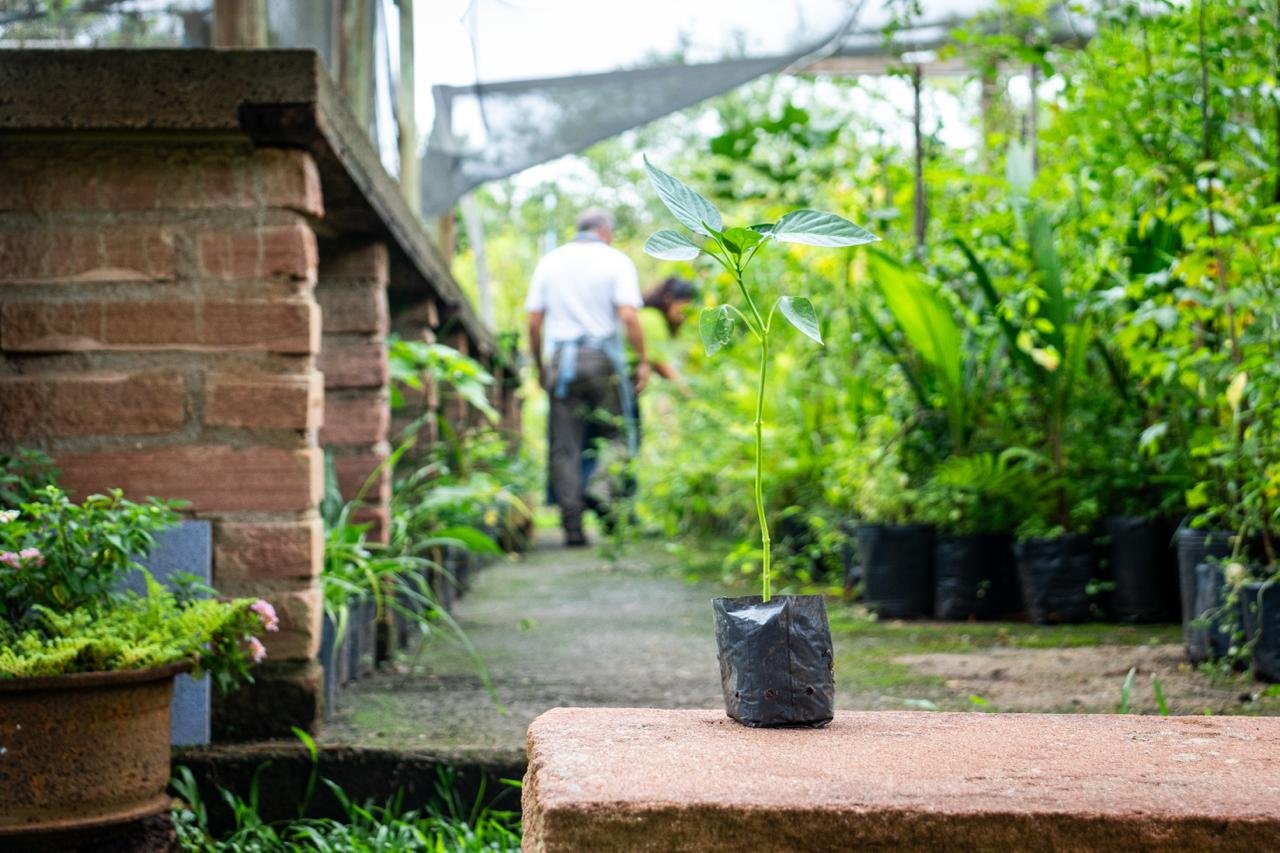Viveiro Municipal doa mais de 3,7 mil plantas em um ano