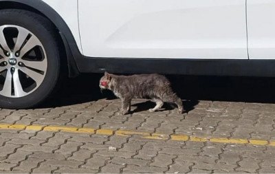 Causa animal: Saiba como proceder ao encontrar um animal vulnerável em Novo Hamburgo