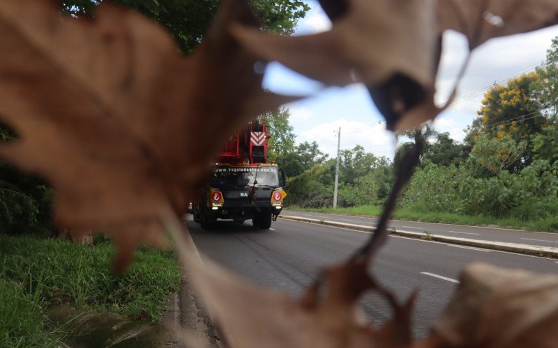 Folhas de plátanos na BR-116, em Dois Irmãos