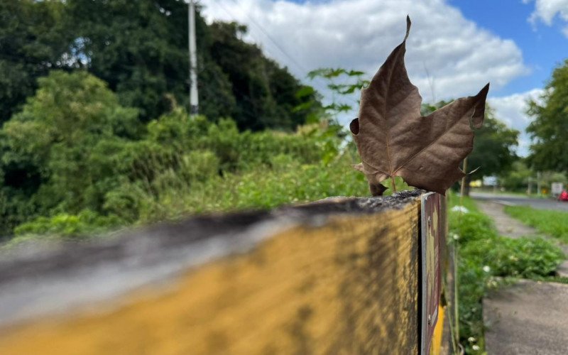 Folhas de plátanos, símbolo da Rota Romântica, na BR-116