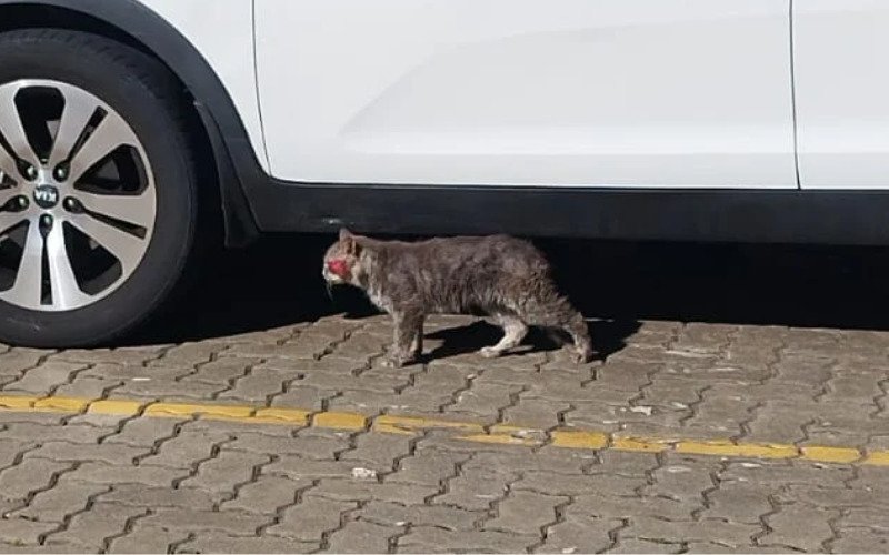 Gato foi visto em um condomínio na Rua Guia Lopes | abc+