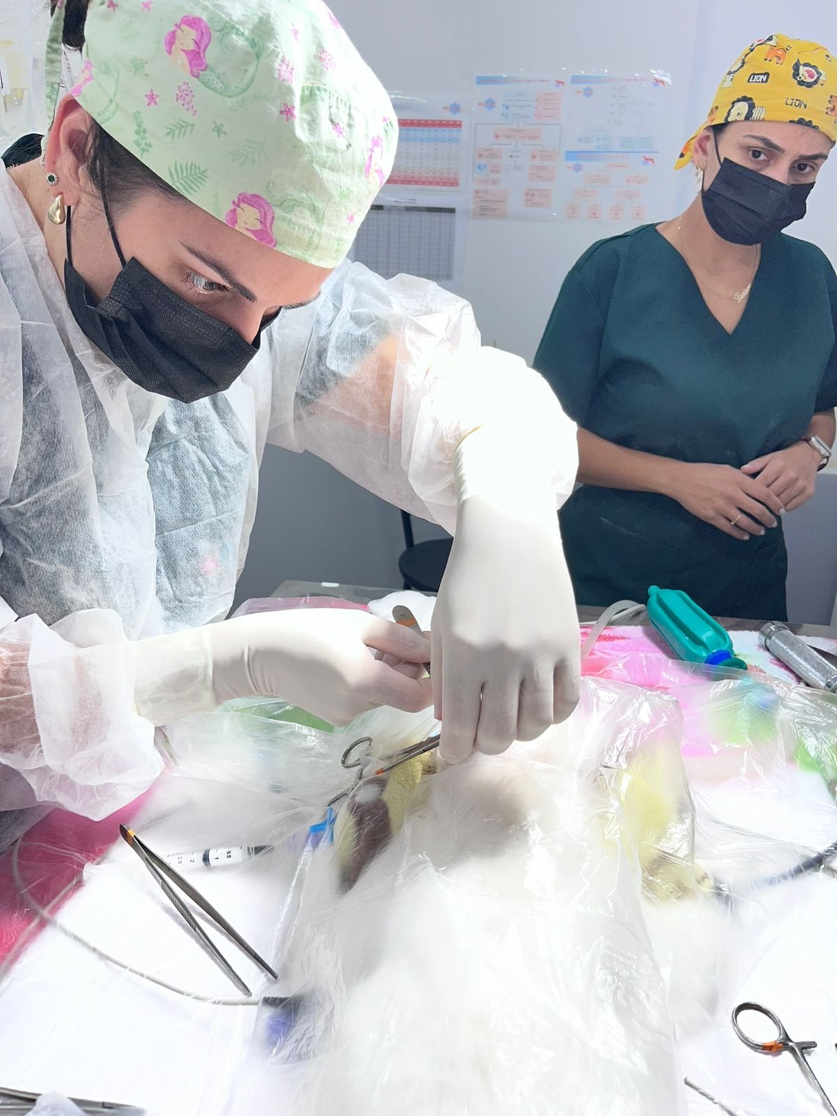 UPA Vet realiza cirurgia de castração | abc+