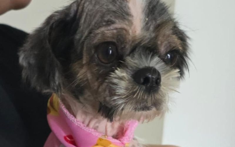 Outra Shih-tzu foi resgatada na casa e agora está para adoção | abc+
