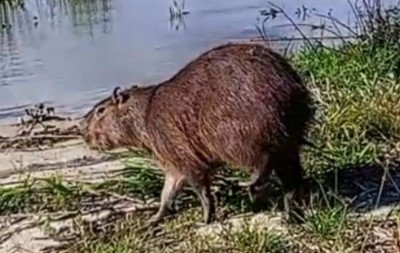VÍDEO: Capivara precisa de resgate após ser encurralada por cachorros no litoral norte