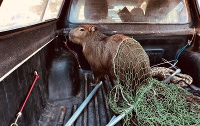 Mais uma vez: Capivara é resgatada em bairro de Canela; Patram alerta para superpopulação do animal em áreas urbanas
