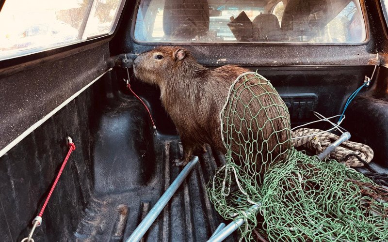 Capivara foi resgatada no bairro Vila Luiza, em Canela