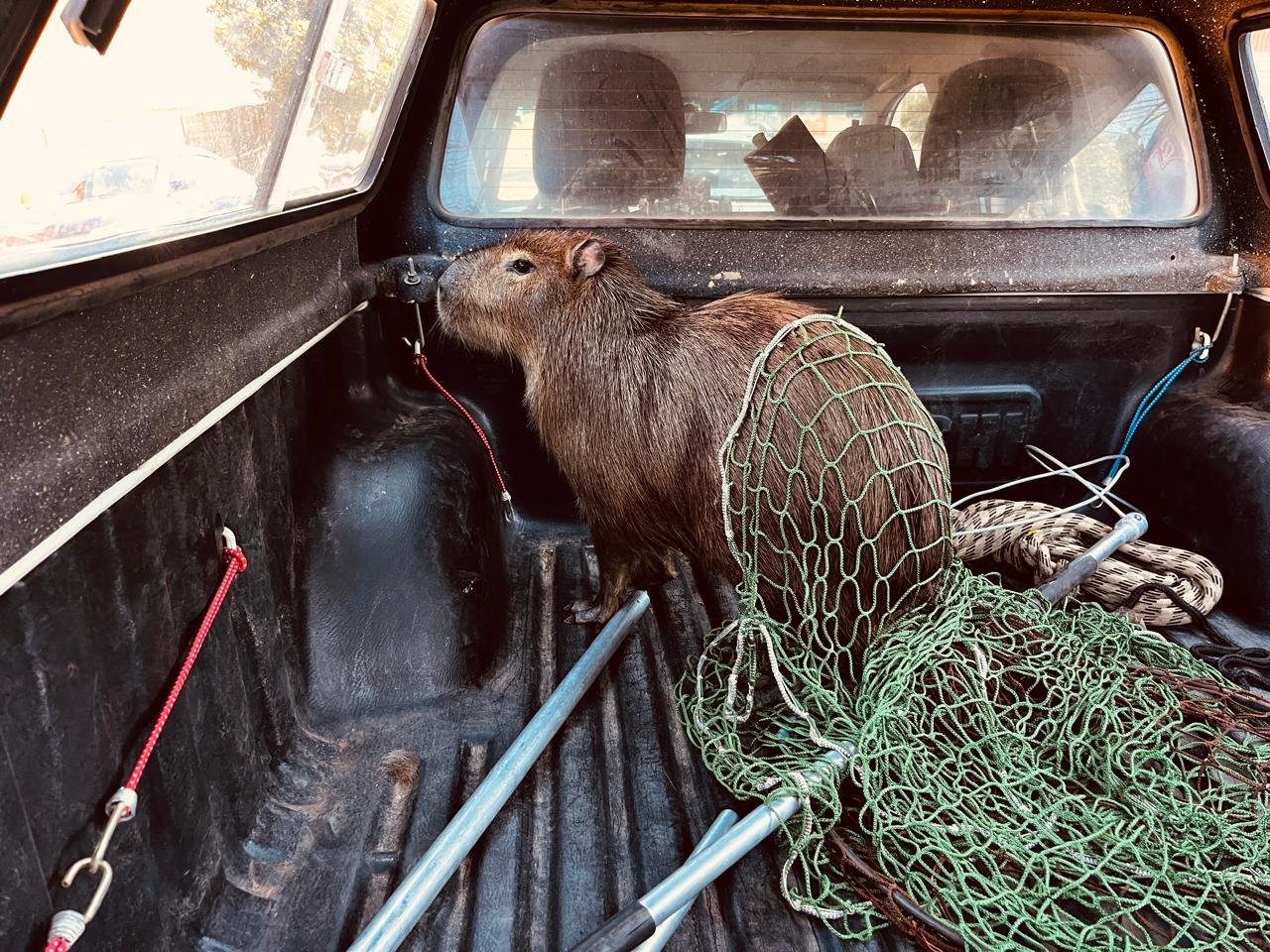 Mais uma vez: Capivara é resgatada em bairro de Canela; Patram alerta para superpopulação do animal em áreas urbanas