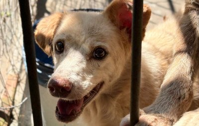 Espaço de adoção deste sábado terá foco em animais adultos do Canil Municipal