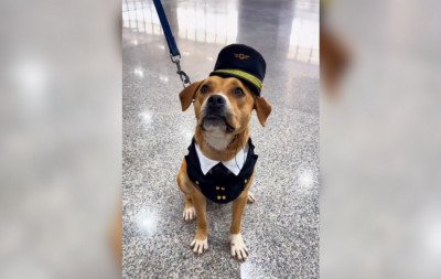 VÍDEO: Cadela que vagava pelo Aeroporto de Guarulhos é resgatada, ganha colete e vira "funcionária"