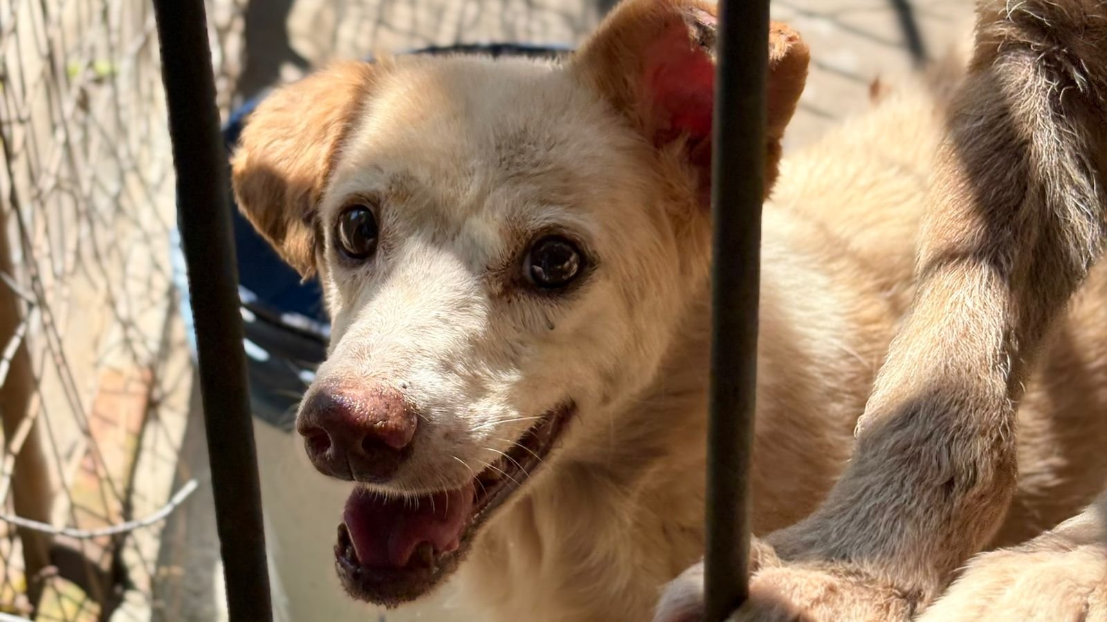 Espaço de adoção deste sábado terá foco em animais adultos do Canil Municipal