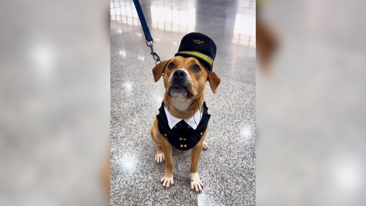 VÍDEO: Cadela que vagava pelo Aeroporto de Guarulhos é resgatada, ganha colete e vira “funcionária”