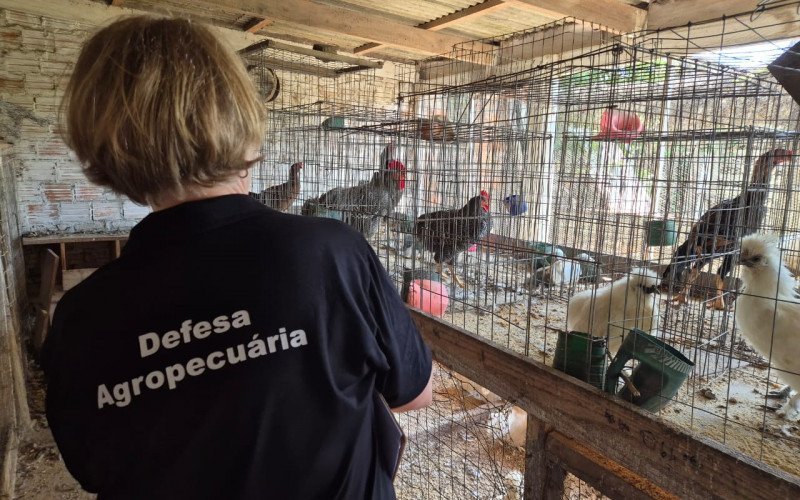 Quarenta propriedades rurais, granjas comerciais e criatórios de aves ornamentais foram visitadas | abc+