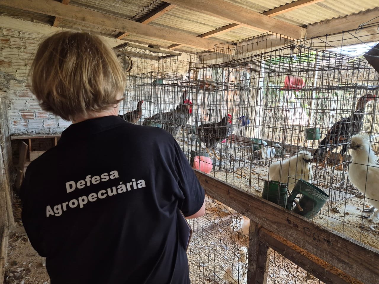Servi&ccedil;o Veterin&aacute;rio encerra vistorias em propriedades ap&oacute;s foco de gripe avi&aacute;ria