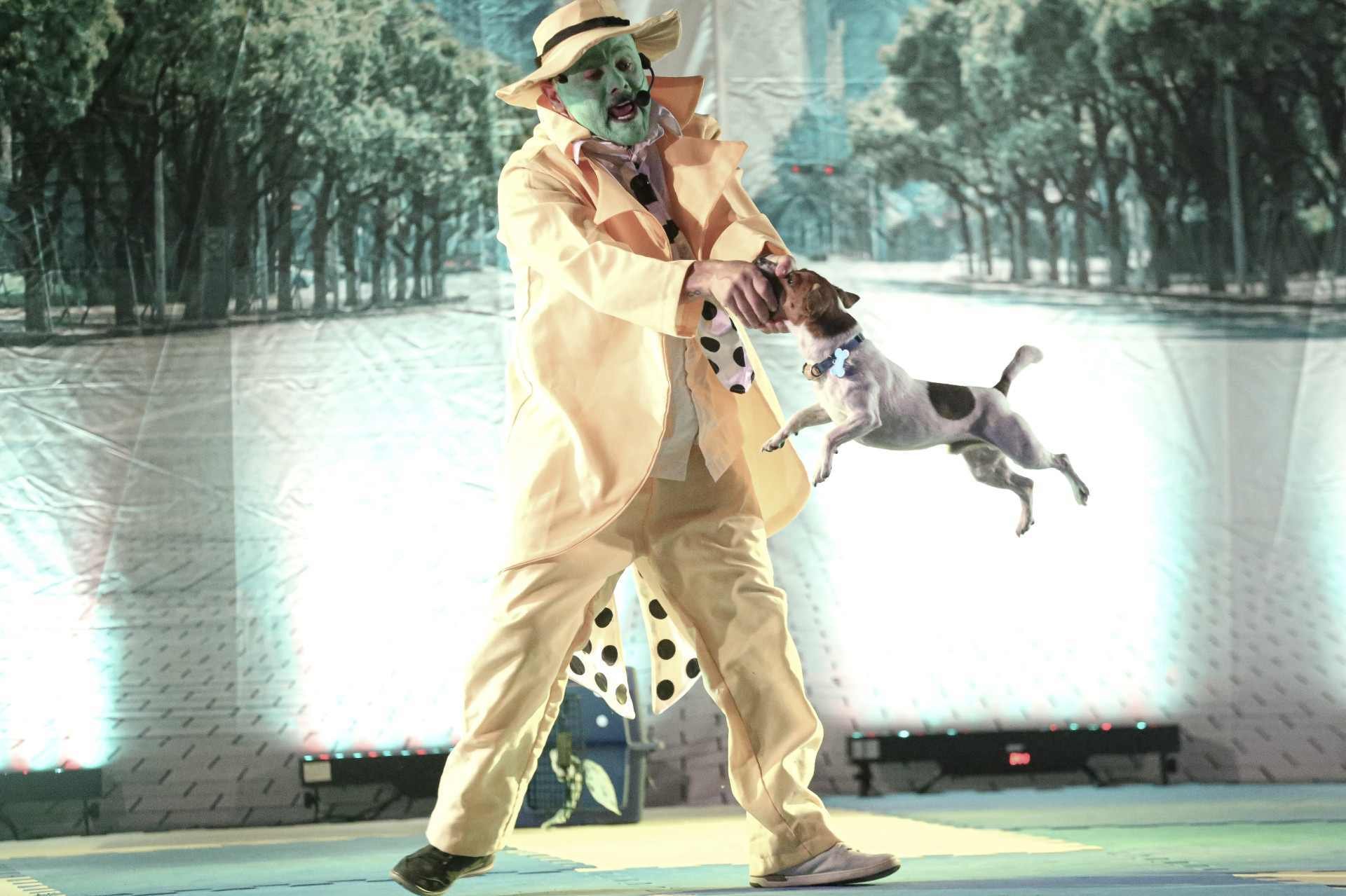 Espet&aacute;culo teatral leva c&atilde;es para o palco em Canoas