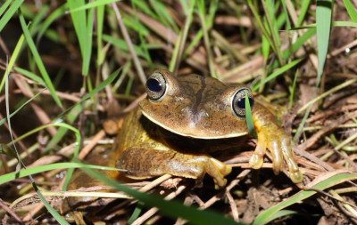 Levantamento inédito mapeia espécies de répteis e anfíbios no interior de Gramado