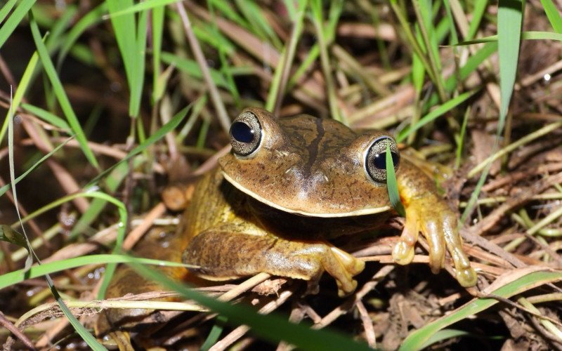 Sapo martelo foi identificado e registrado durante pesquisa