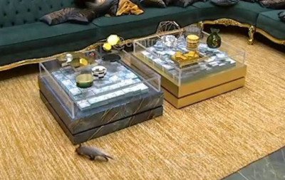 BBB 26: Gambá invade a casa e obriga produção a intervir