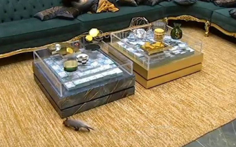 Gambá BBB26 | abc+