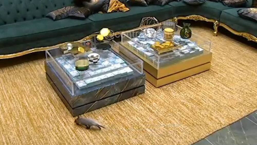 BBB 26: Gamb&aacute; invade a casa e obriga produ&ccedil;&atilde;o a intervir